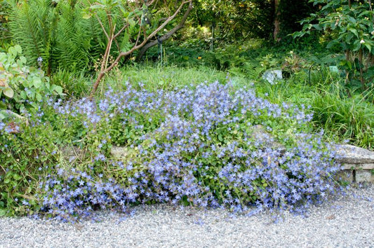 Hängepolster-Glockenblume - Campanula poscharskyana