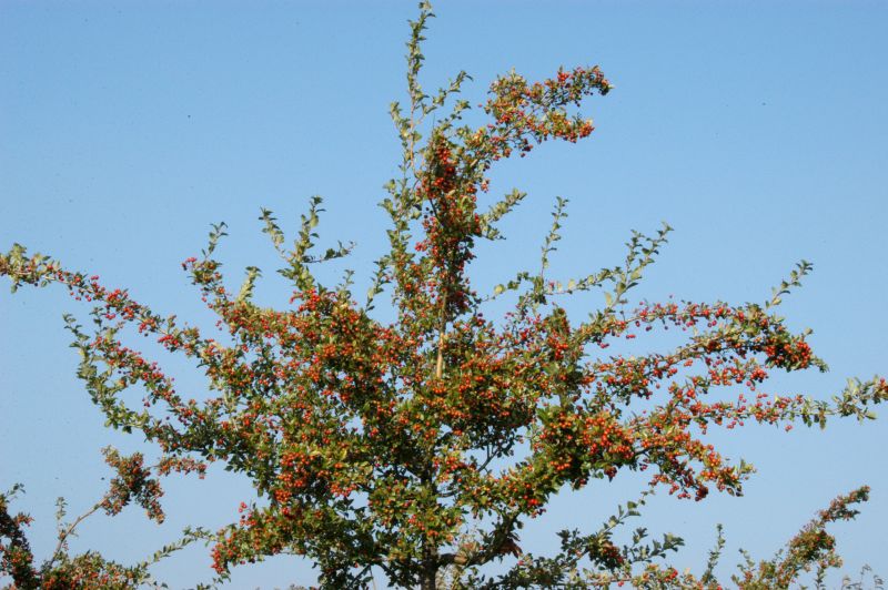Hahnendorn 'grignonensis' - Crataegus grignonensis