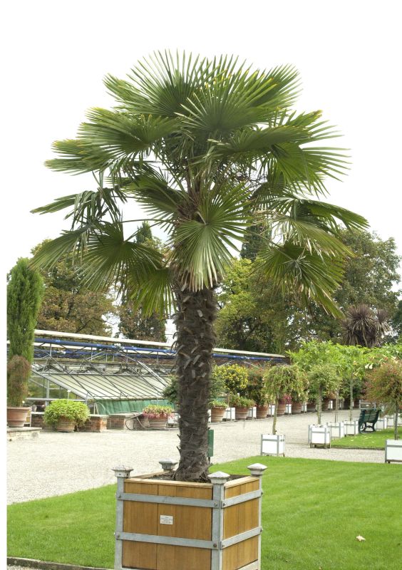 Hanfpalme - Trachycarpus fortunei