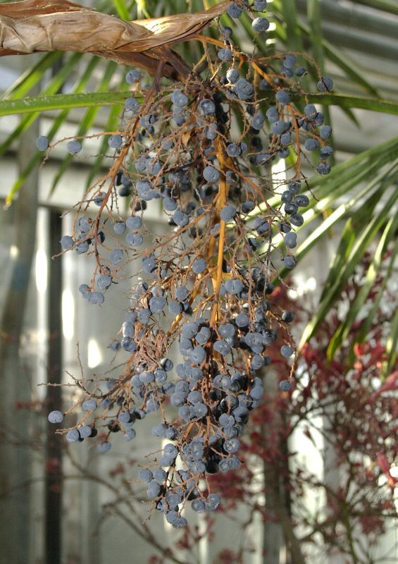 Hanfpalme - Trachycarpus fortunei