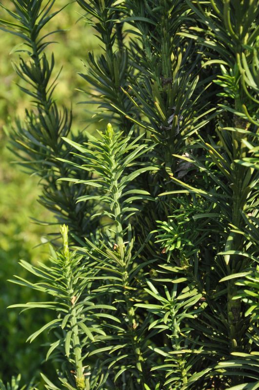 Harringtons Säulen-Kopfeibe - Cephalotaxus harringtonii 'Fastigiata'