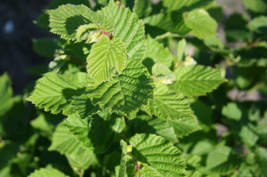 Waldhasel / Haselnuss - Corylus avellana
