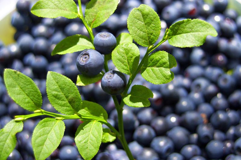 Heidelbeere 'Bluecrop' - Vaccinium corymbosum 'Bluecrop'