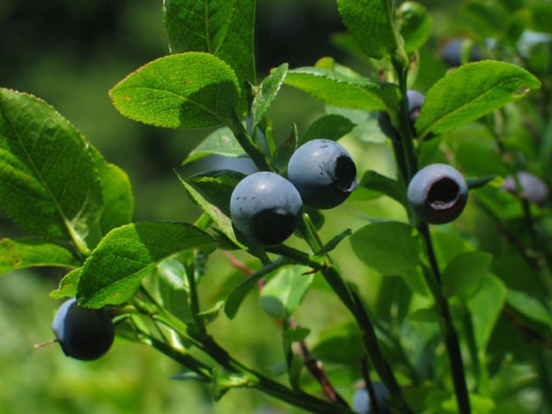 Heidelbeere 'Goldtraube' - Vaccinium corymbosum 'Goldtraube'