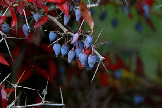 Himalaya-Berberitze - Berberis hookeri