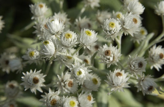 Himalaya-Perlkörbchen - Anaphalis triplinervis