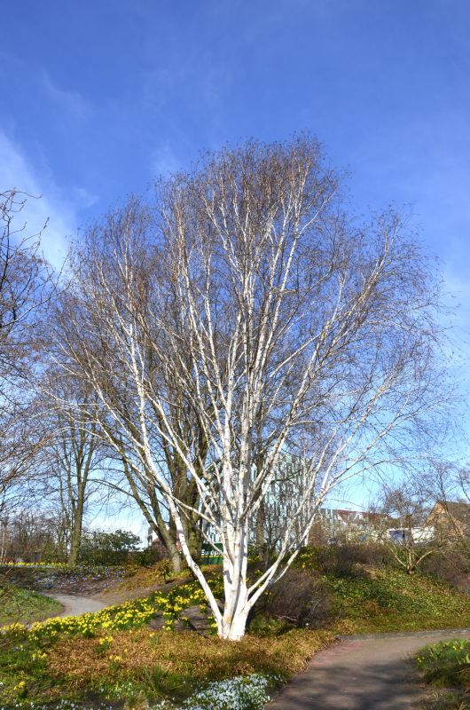 Himalayabirke - Betula jacquemontii