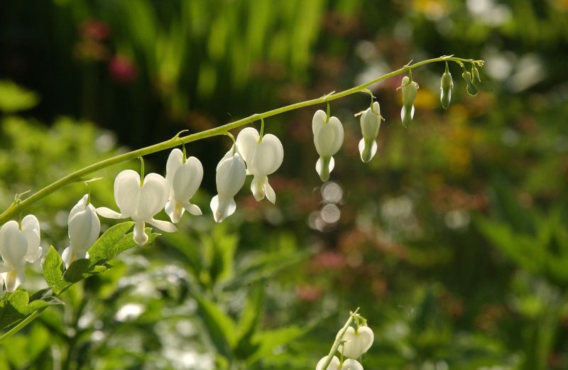 Hohe Garten-Herzblume, Tränendes Herz - Dicentra spectabilis 'Alba'