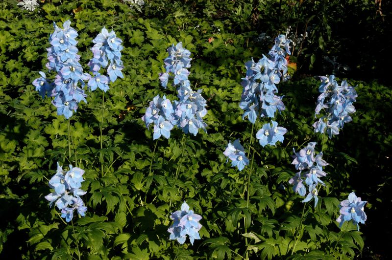 Hoher Garten-Rittersporn - Delphinium x elatum 'Blauwal'