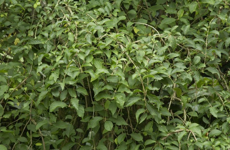 Hoher Korkflügelstrauch - Euonymus phellomanus
