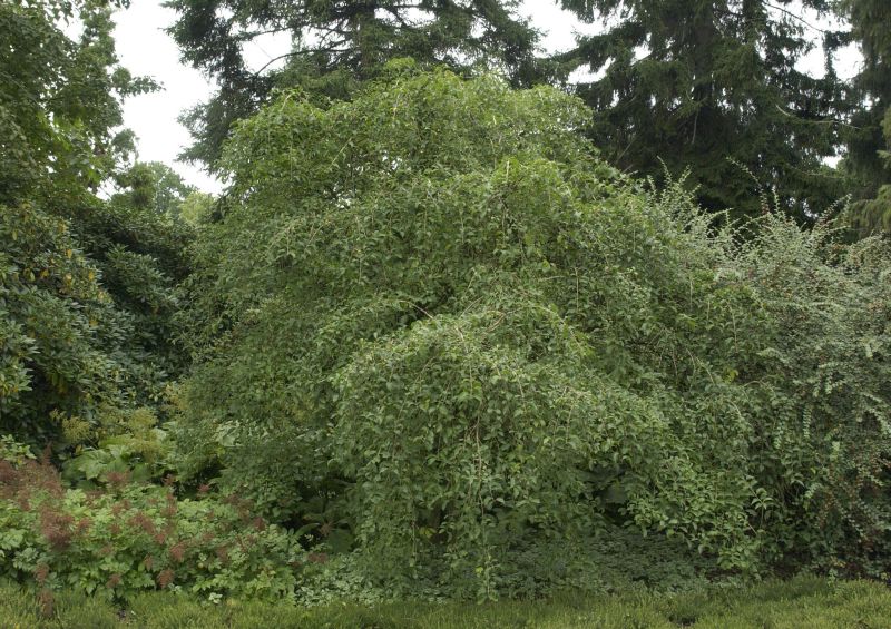 Hoher Korkflügelstrauch - Euonymus phellomanus