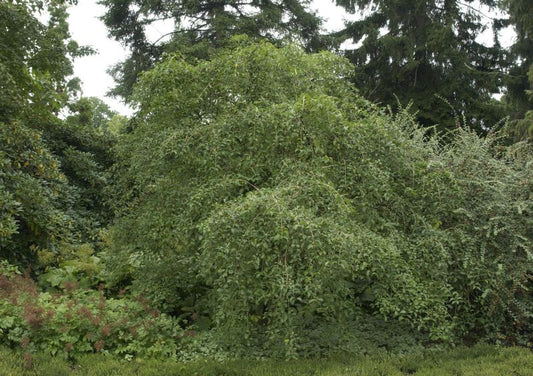Hoher Korkflügelstrauch - Euonymus phellomanus