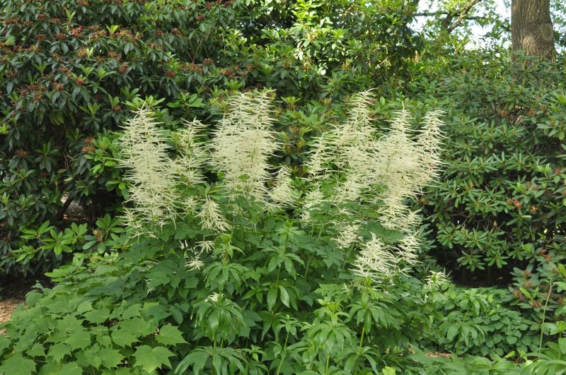 Hoher Wald-Geißbart - Aruncus dioicus