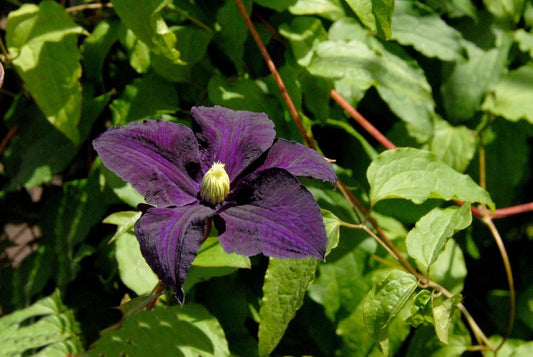 Italienische Waldrebe 'Aotearoa' - Clematis viticella 'Aotearoa'