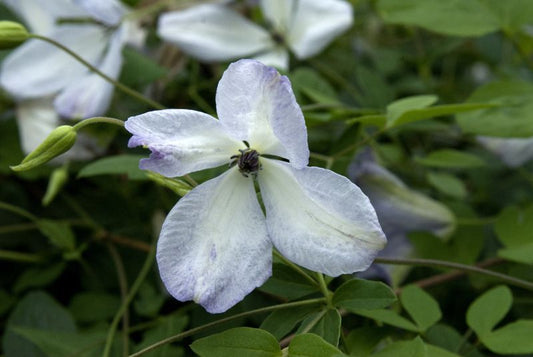 Italienische Waldrebe 'Caerulea Luxurians' - Clematis viticella 'Caerulea Luxurians'