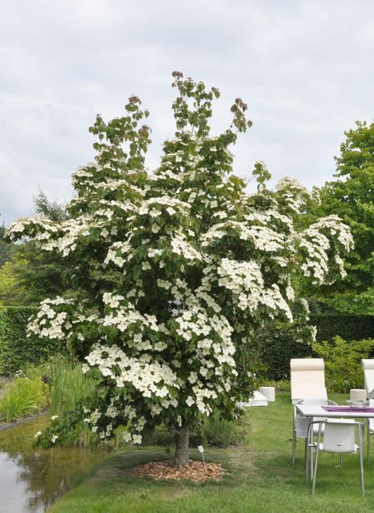 Jap.Blumen Hartriegel 'China Girl' - Cornus kousa chinensis 'China Girl'