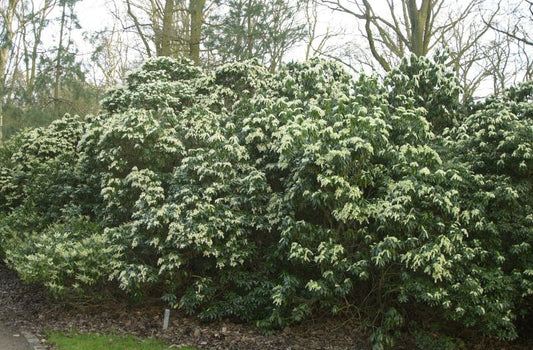 Japan.Schattenglöckchen - Pieris japonica