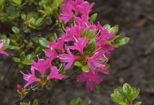 Japanische Azalee 'Kermesina' - Rhododendron obt.'Kermesina'