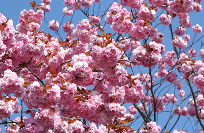 Japanische Nelkenkirsche 'Kanzan' - Prunus serrulata 'Kanzan' CAC
