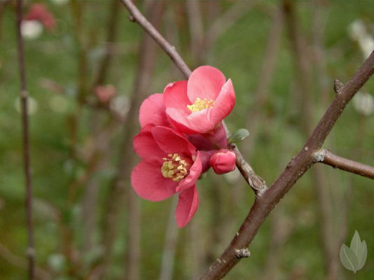 Japanische Zierquitte 'Eximia' - Chaenomeles 'Eximia'