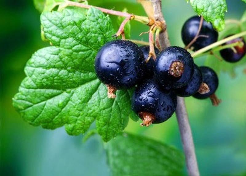 Johannisbeere 'Ben Tirran' -S- - Ribes nigrum 'Ben Tirran' -S- CAC