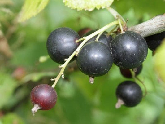 Johannisbeere 'Rosenthals Langtraubige' - Ribes nigrum 'Rosenthals Langtraubige' CAC