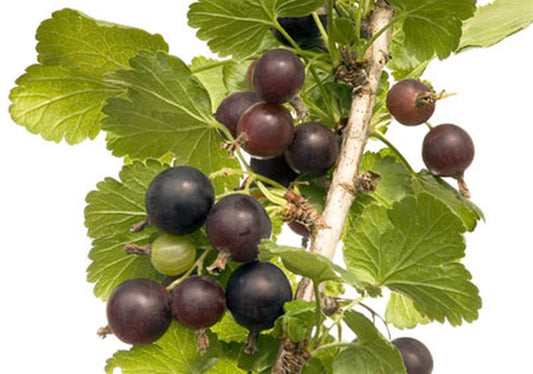 Jostabeere - Ribes Jostabeere CAC