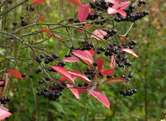 Kahle Apfelbeere - Aronia melanocarpa