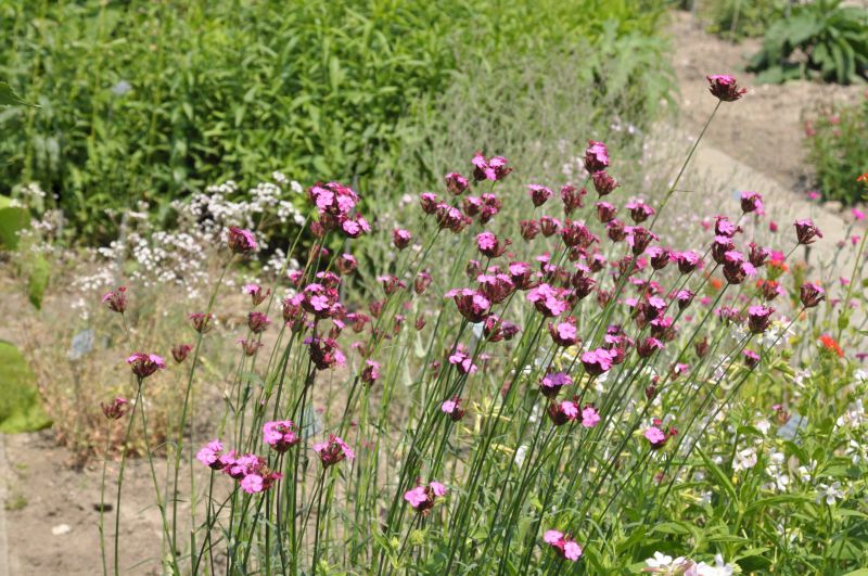 Kartäuser-Nelke - Dianthus carthusianorum