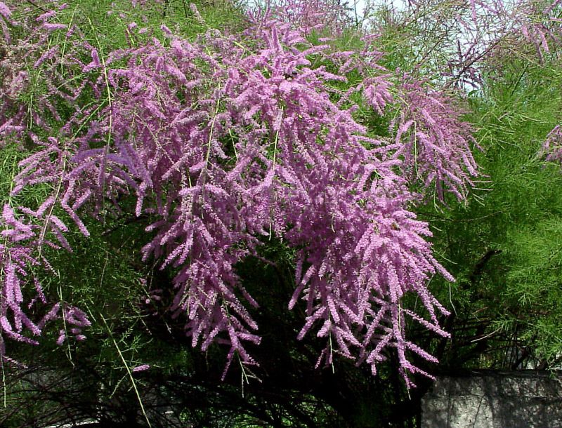 Kaspische Tamariske 'Pink Cascade' - Tamarix ramosissima 'Pink Cascade'