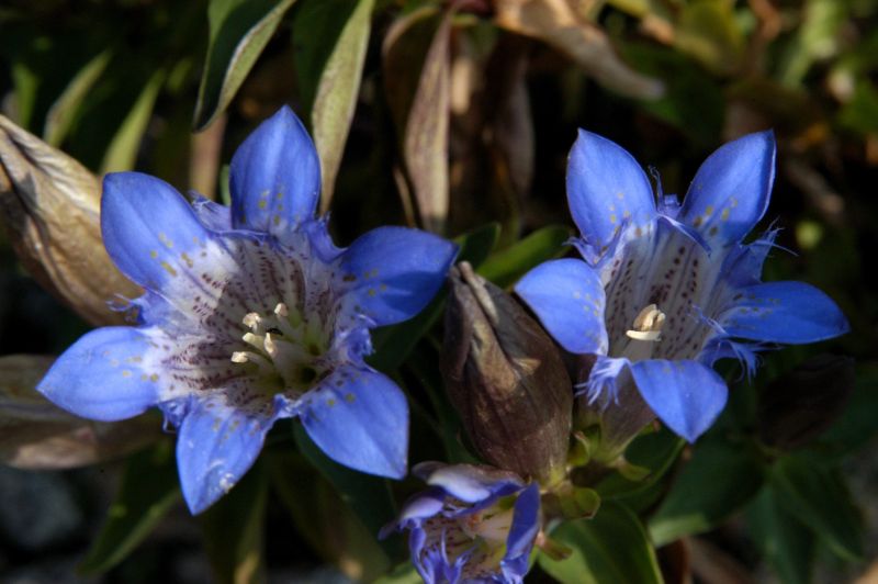 Kaukasus-Enzian - Gentiana septemfida var.lagodechiana