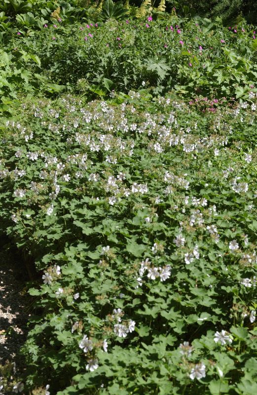 Kaukasus-Storchschnabel - Geranium renardii