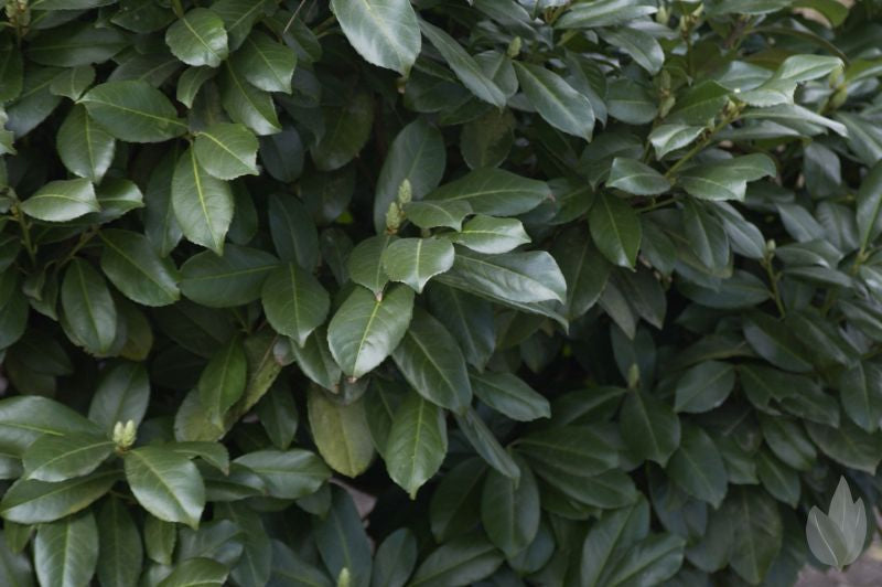 Kirschlorbeer 'Etna' ® / Lorbeerkirsche 'Etna' ® - Prunus laurocerasus 'Etna' ®