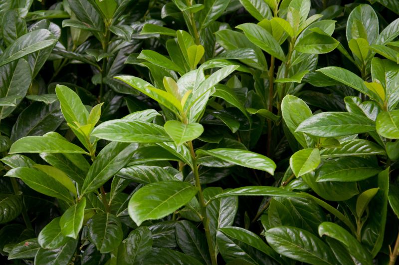 Kirschlorbeer 'Novita' / Lorbeerkirsche 'Novita' - Prunus laurocerasus 'Novita'