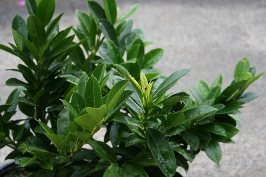 Kirschlorbeer 'Piri' / Zwerg-Lorbeerkirsche - Prunus laurocerasus 'Piri'