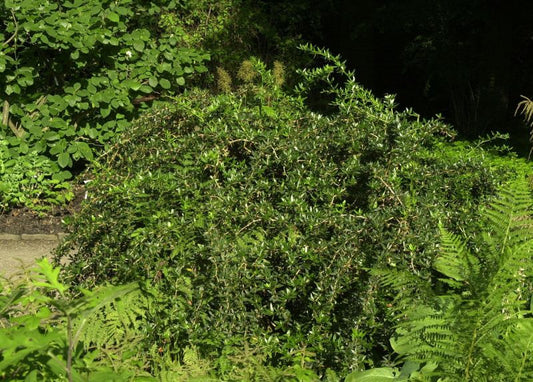 Kissenberberitze - Berberis candidula