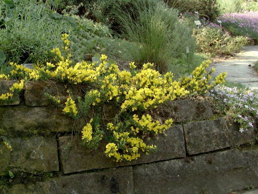 Kissenginster - Cytisus decumbens