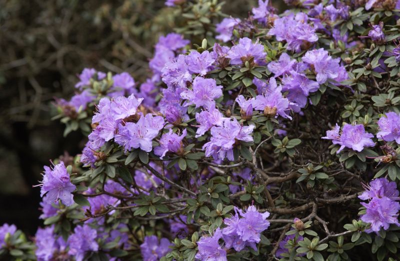 Kleinblättr.Rhododendron 'Ramapo' - Rhododendron impeditum 'Ramapo'