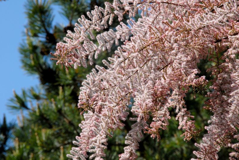 Kleinblütige Tamariske - Tamarix parviflora