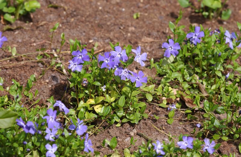 Kleines Garten-Immergrün - Vinca minor 'Marie' -S-