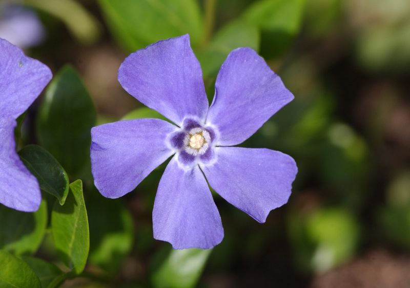 Kleines Garten-Immergrün - Vinca minor 'Marie' -S-