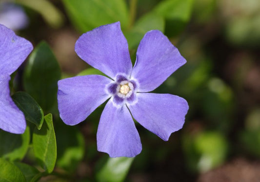 Kleines Garten-Immergrün - Vinca minor 'Marie' -S-