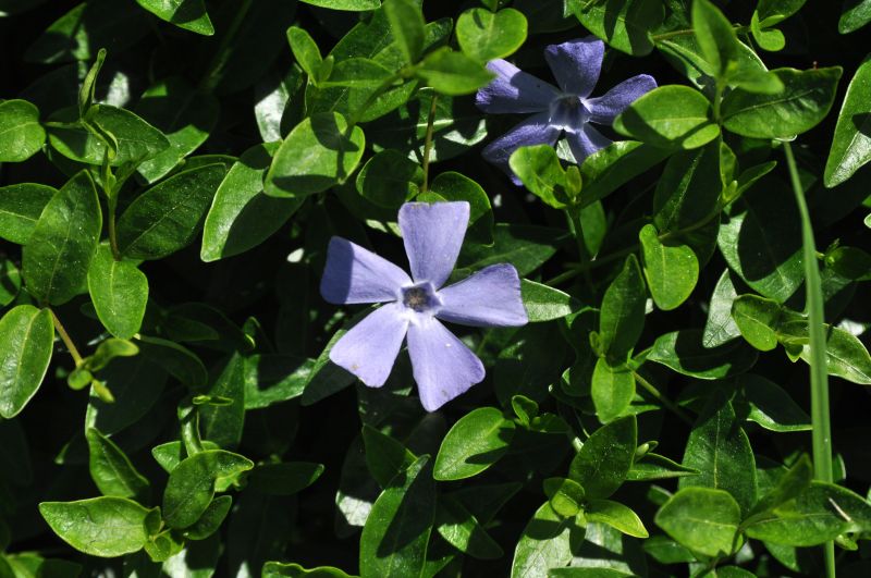 Kleines Garten-Immergrün - Vinca minor 'Josefine' -S-