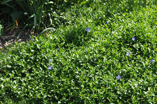 Kleines Garten-Immergrün - Vinca minor 'Josefine' -S-