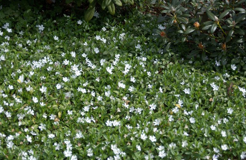 Kleines Garten-Immergrün Alba - Vinca minor 'Alba'