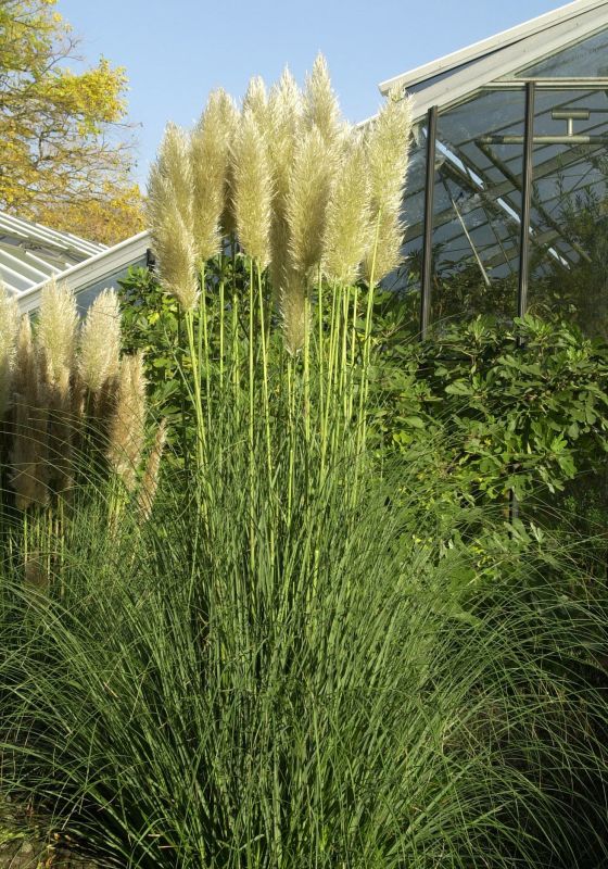 Kleines Garten-Pampasgras - Cortaderia selloana 'Pumila'