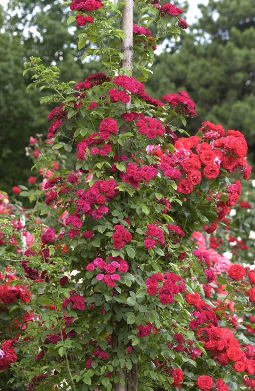Kletterrose 'Chevy Chase' - Rosa 'Chevy Chase' KL