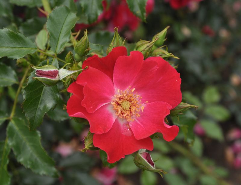 Kletterrose 'Dortmund' ® - Rosa 'Dortmund' ® KL