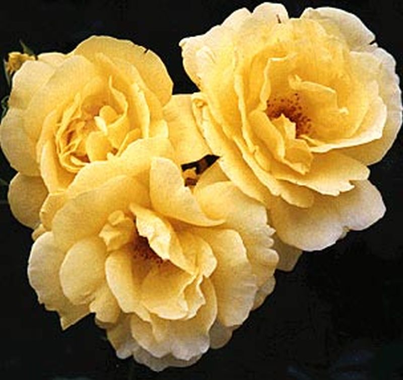 Kletterrose 'Goldfassade' - Rosa 'Goldfassade' KL