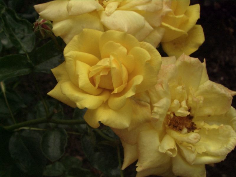 Kletterrose 'Goldfassade' - Rosa 'Goldfassade' KL